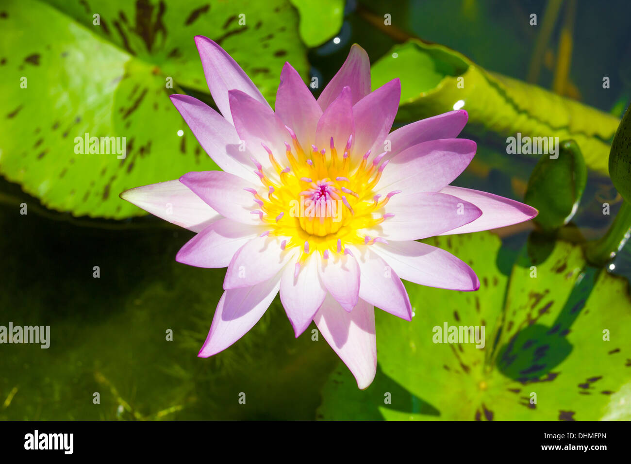 Dans un bassin de fleurs de lotus Banque D'Images