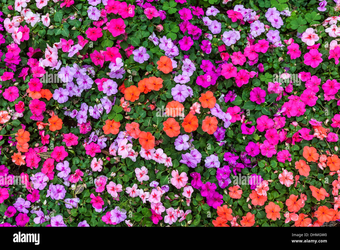 Belle impatien de fleurs dans le jardin d'été. Banque D'Images