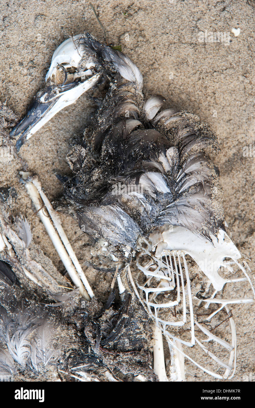 Photo d'un oiseau en décomposition sur une plage Banque D'Images
