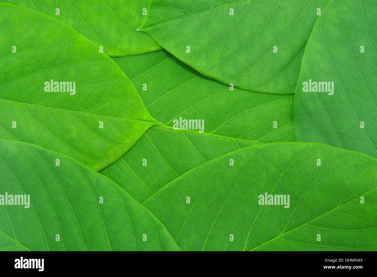 Motif de feuilles vert Banque D'Images