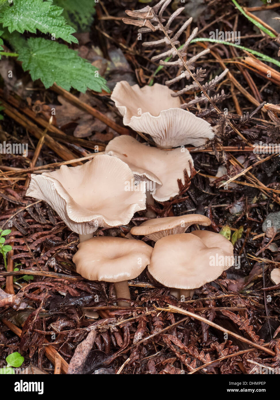 Entonnoir Clitocybe Gibba commun croissant sur Abel Heath Norfolk Banque D'Images