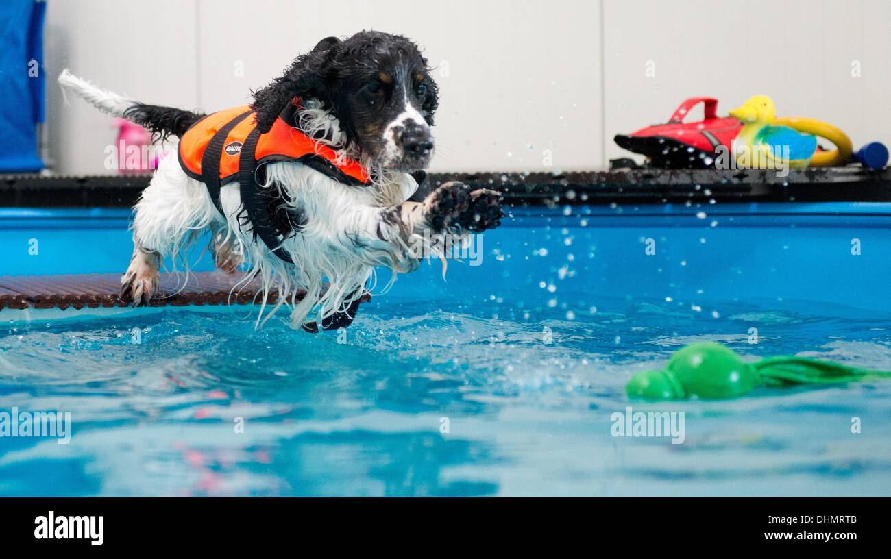 Isernhagen, Allemagne. Le 05 août, 2013. Cooper chien saute dans une piscine à Isernhagen, Allemagne, 05 septembre 2013. L'eau est l'élément idéal pour une joint-friendly traitement après un accident ou une opération. À la fin de cette forme de thérapie est proposée pour les animaux près de Hanovre. Photo : JULIAN STRATENSCHULTE/dpa/Alamy Live News Banque D'Images
