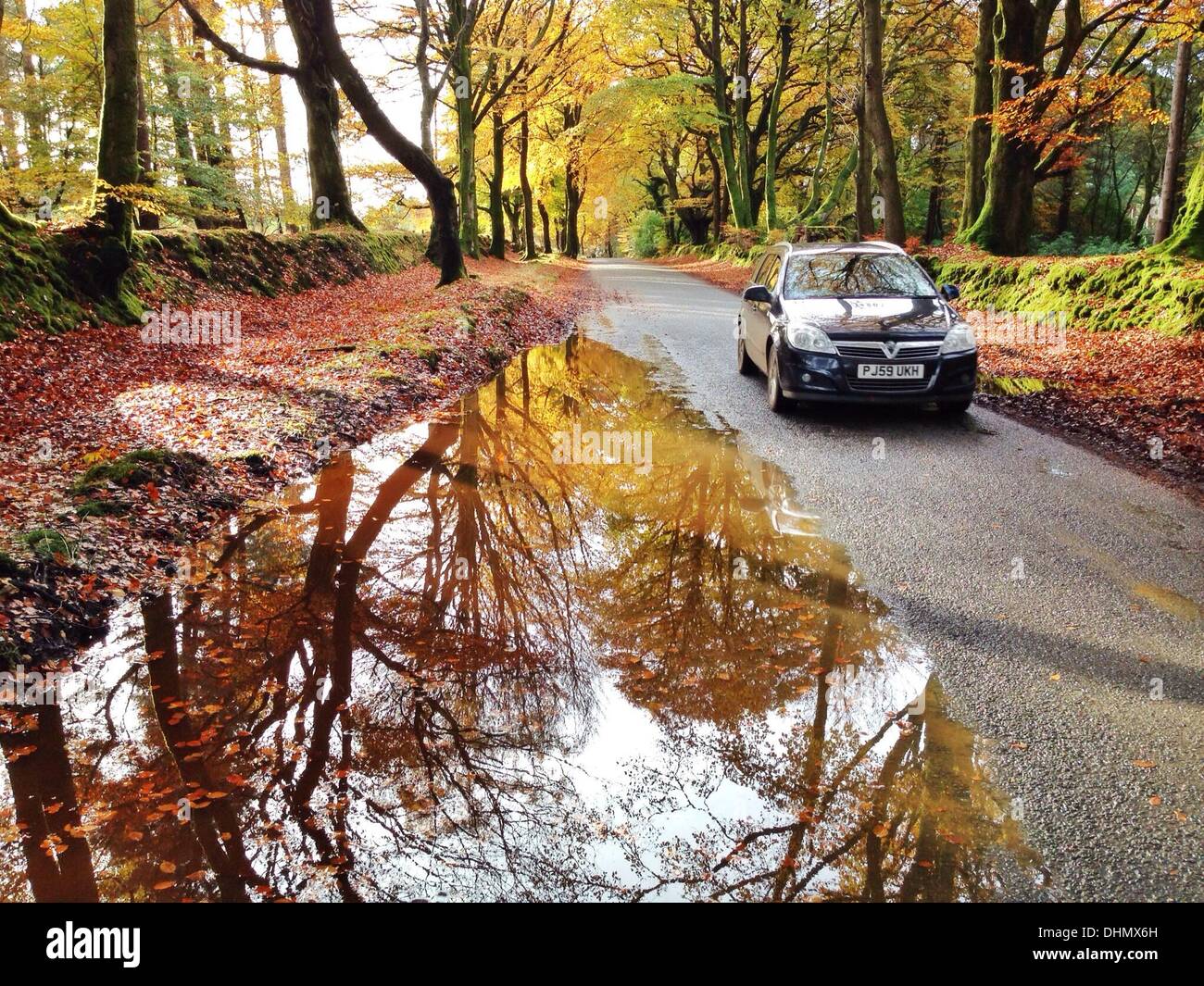 Haldon Forest, Devon, UK. 13 novembre 2013. Météo britannique. L'automne dans la pleine oscillation glorieuse après la première gelée. Nidpor Crédit/Alamy Live News Banque D'Images