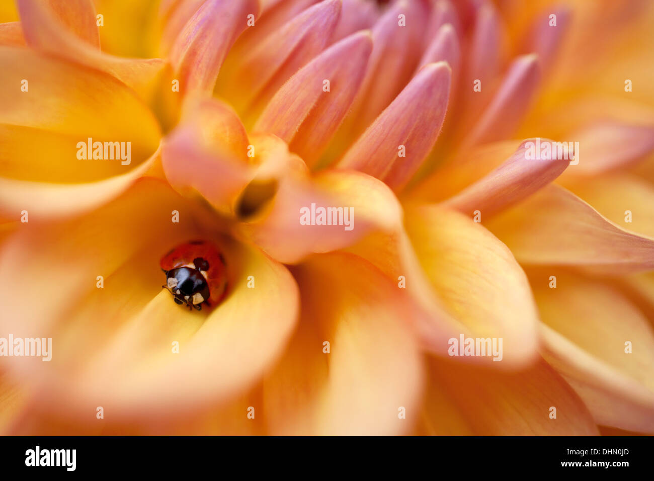 Coccinelle se cachant parmi les pétales d'une fleur Dahlia orange. Banque D'Images