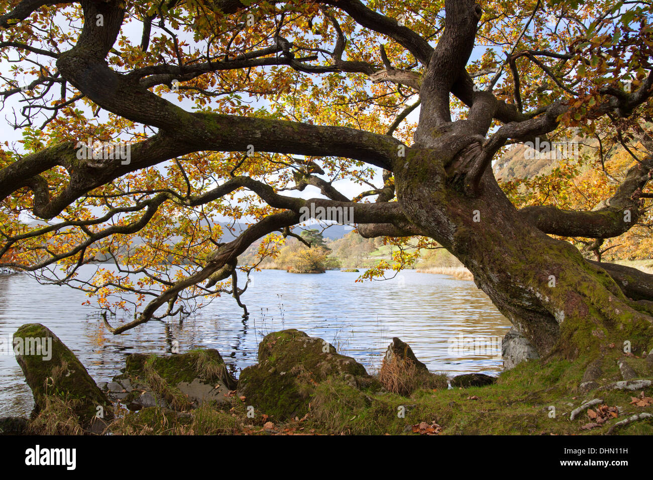 Autumn Oak tree surplombant le lac Rydal Water, Lake District, Cumbria, Royaume-Uni Banque D'Images