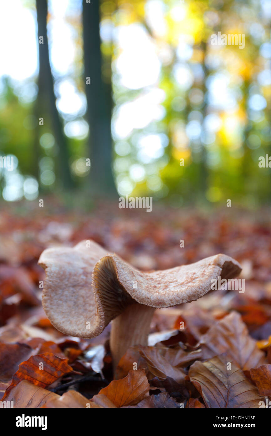 Parmi les champignons dans la litière de hêtraies Cambridge Banque D'Images