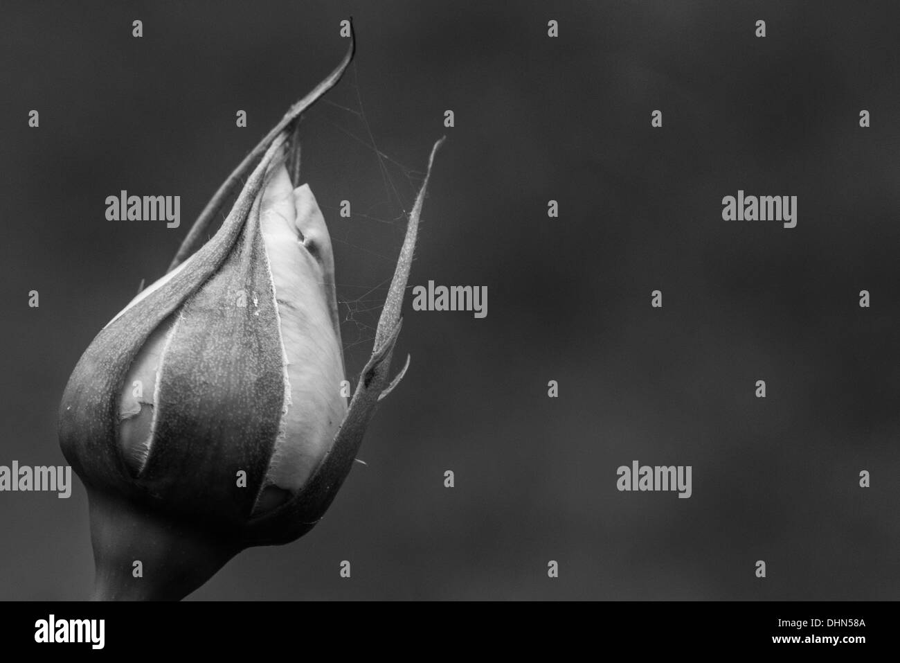 Image en noir et blanc d'une rose, avec l'araignée Banque D'Images