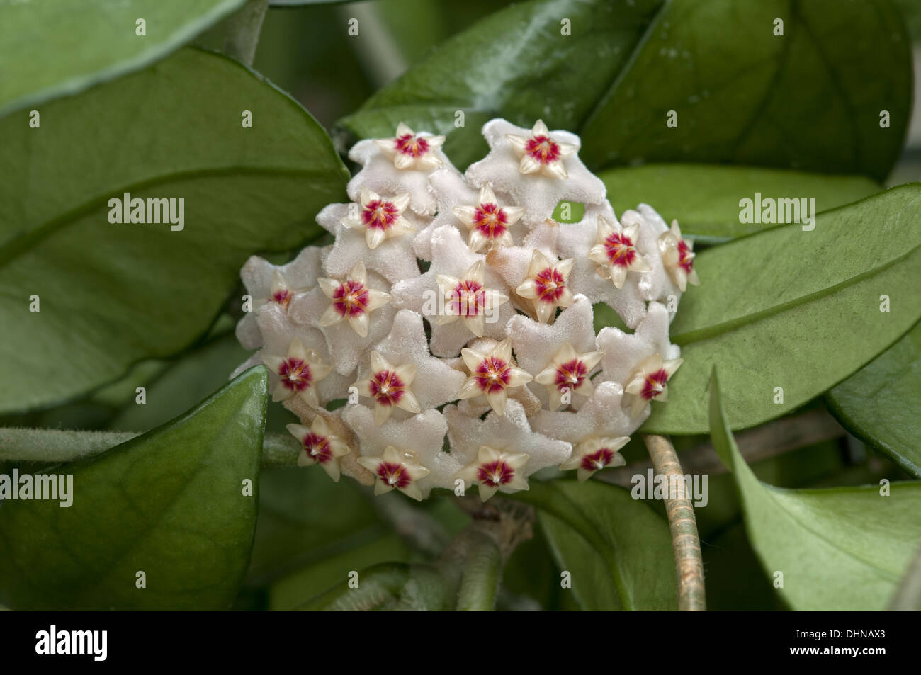 Grappe de fleurs l'usine de cire Banque D'Images