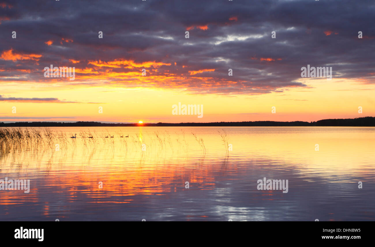Mute swan (Cygnus olor) famille au Lac Saadjärv au coucher du soleil. L'Estonie, Europe Banque D'Images
