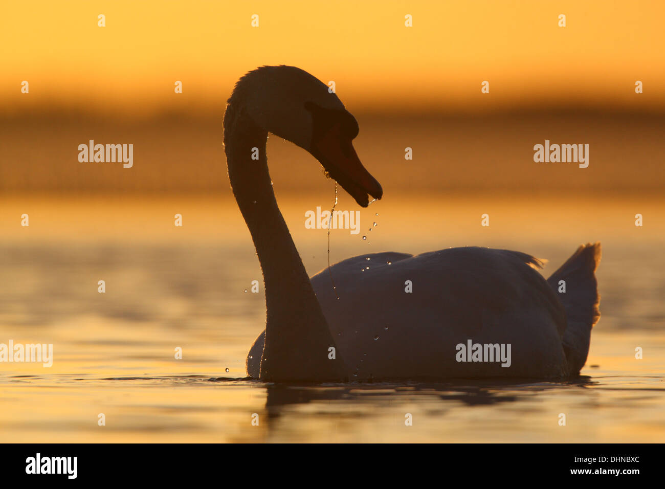 Mute swan (Cygnus olor) natation sur le lac au coucher du soleil. L'Europe Banque D'Images