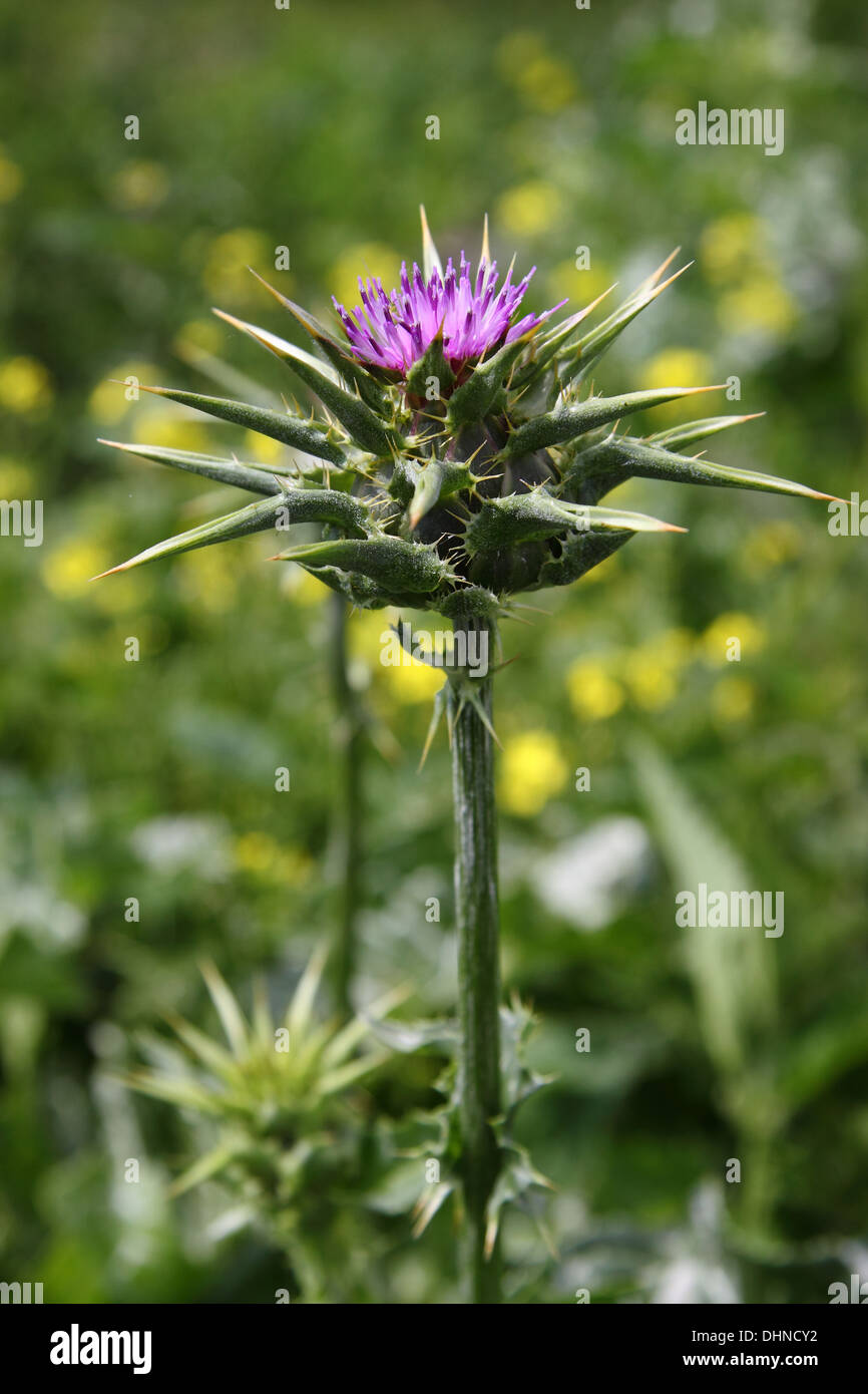 Le chardon en fleur Banque D'Images