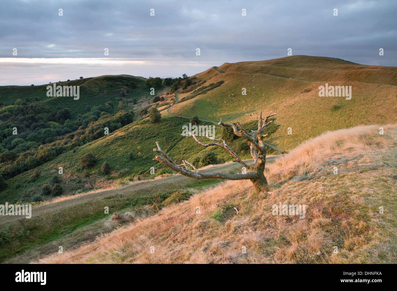 Un arbre mort est allumé par le lever du soleil à Camp britannique, Malvern Hills. Banque D'Images