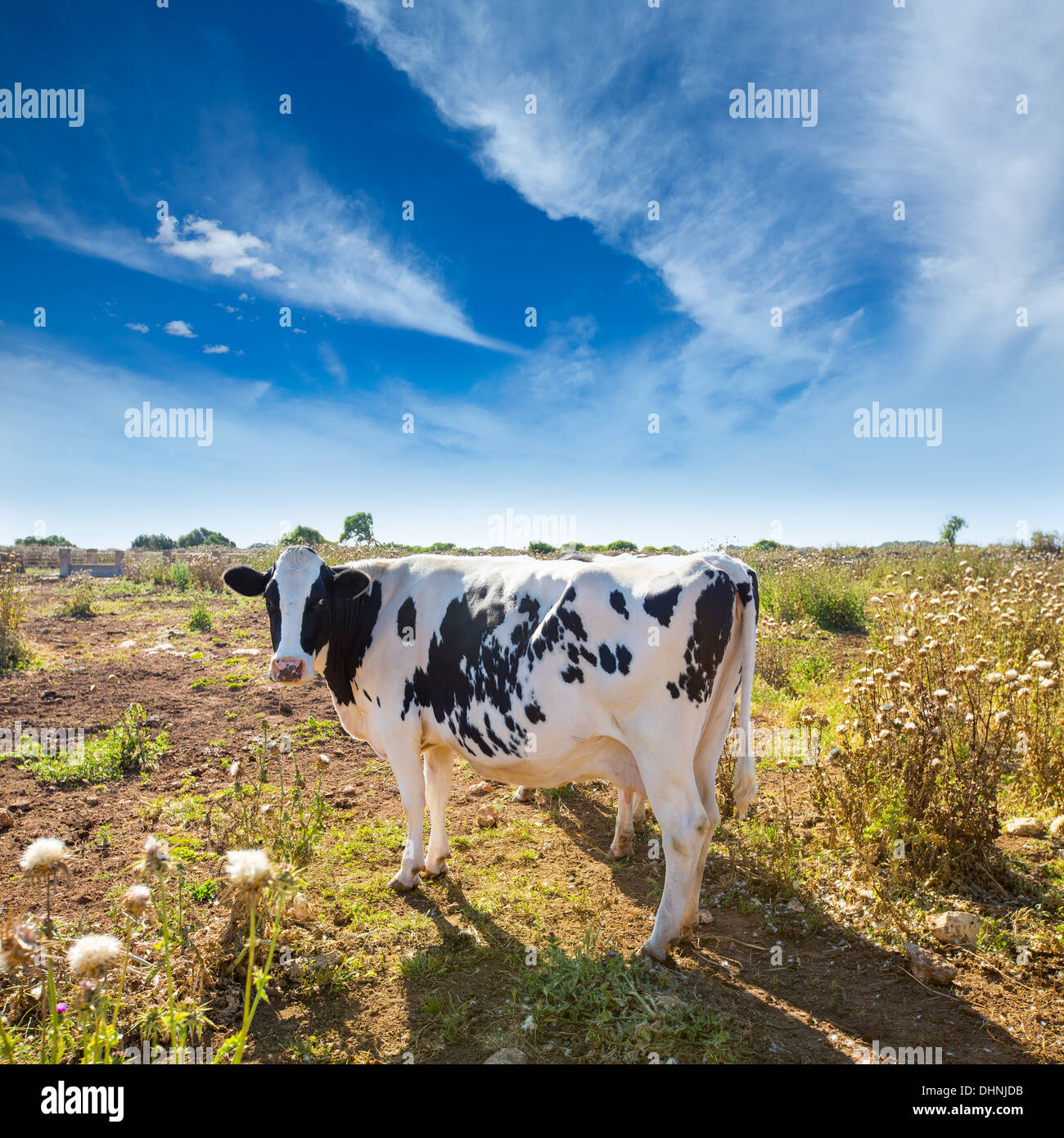Le pâturage des vaches frisonnes Menorca ciutadella de menorca cattle Banque D'Images