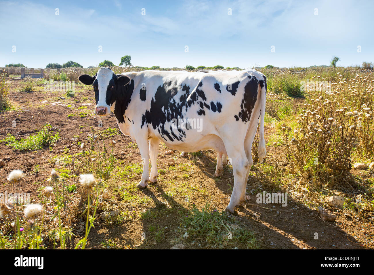 Le pâturage des vaches frisonnes Menorca ciutadella de menorca cattle Banque D'Images