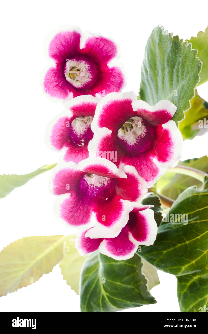 Sinningia fleur rouge sur fond blanc Banque D'Images