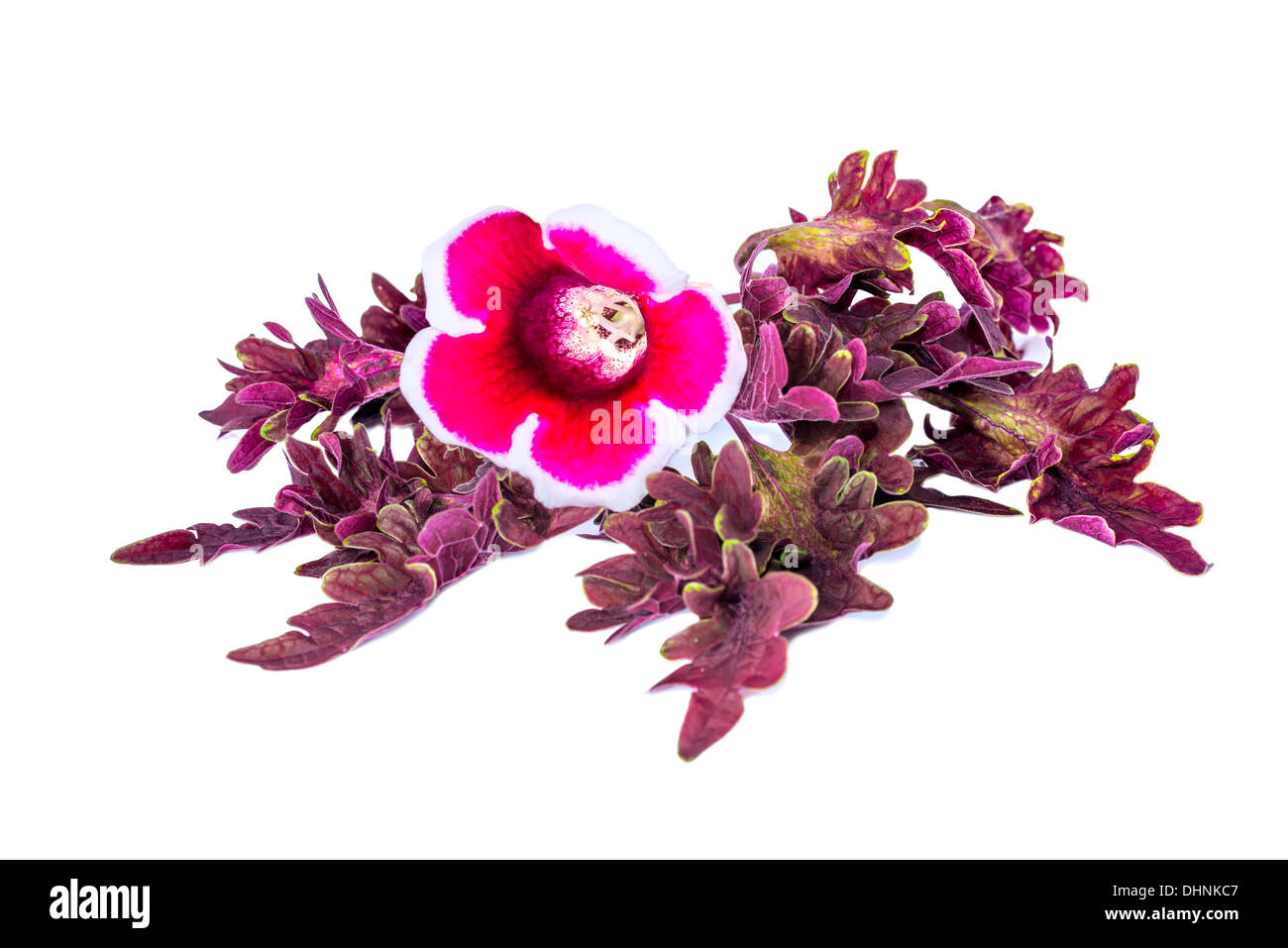 Gloxinia flowers on a isolé de l'ortie, peint rouge Banque D'Images