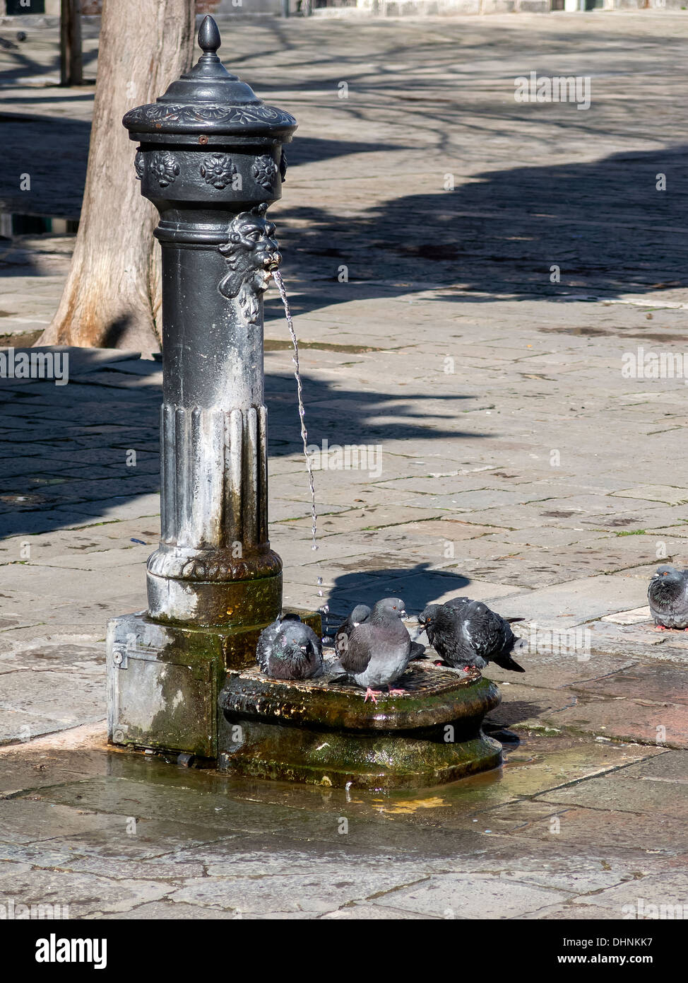 Pigeons baignant dans une ancienne fontaine d'eau antique, Venise, Italie Banque D'Images