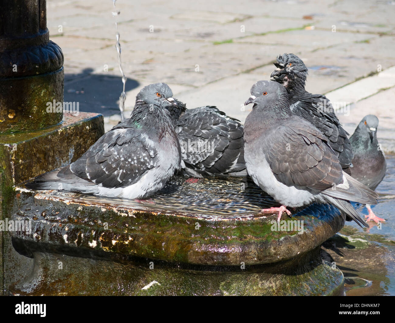 Pigeons baignant dans une ancienne fontaine d'eau antique, Venise, Italie Banque D'Images