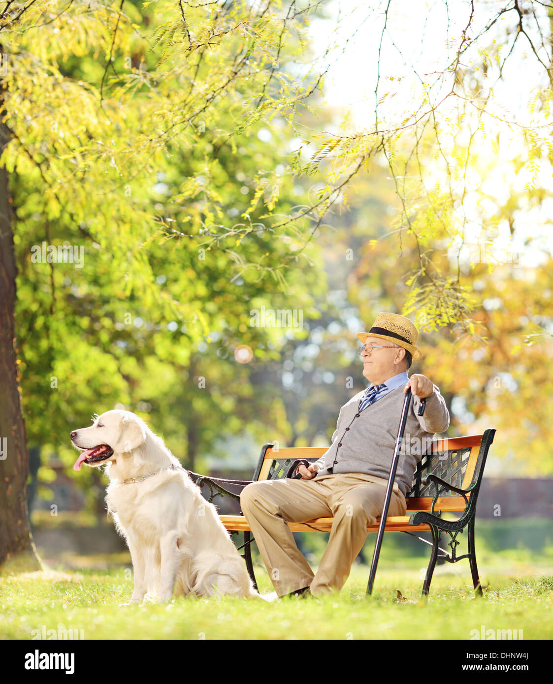 Représentant Senior assis sur banc en bois avec son labrador retriever de vous détendre dans un parc Banque D'Images