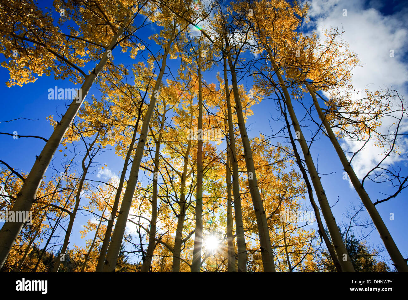 Par Sunburst trembles en couleurs d'automne, le tremble Vista Trail, Santa Fe National Forest, Nouveau Mexique USA Banque D'Images