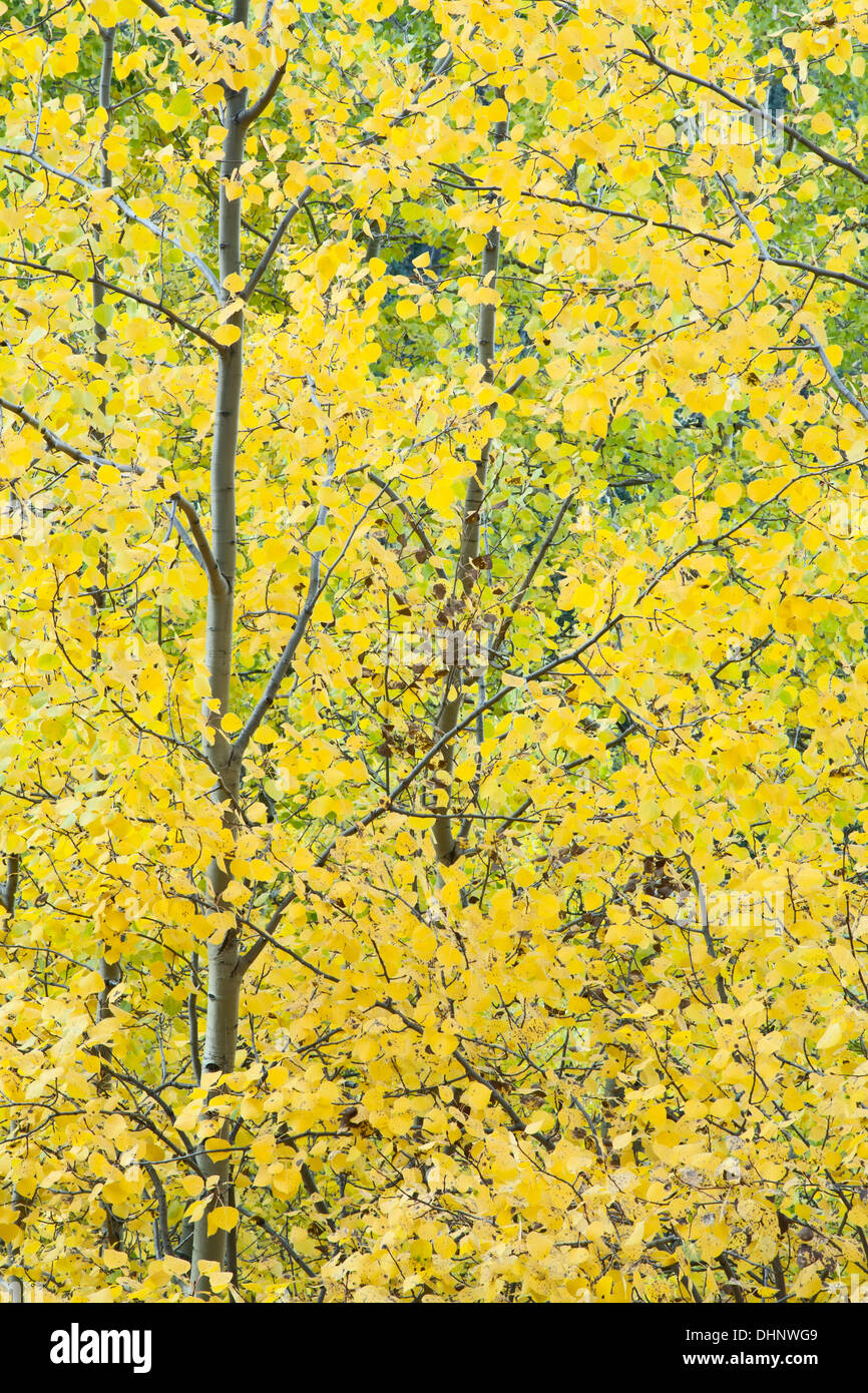 Les troncs des arbres et des feuilles de tremble en couleurs d'automne, le tremble Vista Trail, Santa Fe National Forest, Nouveau Mexique USA Banque D'Images