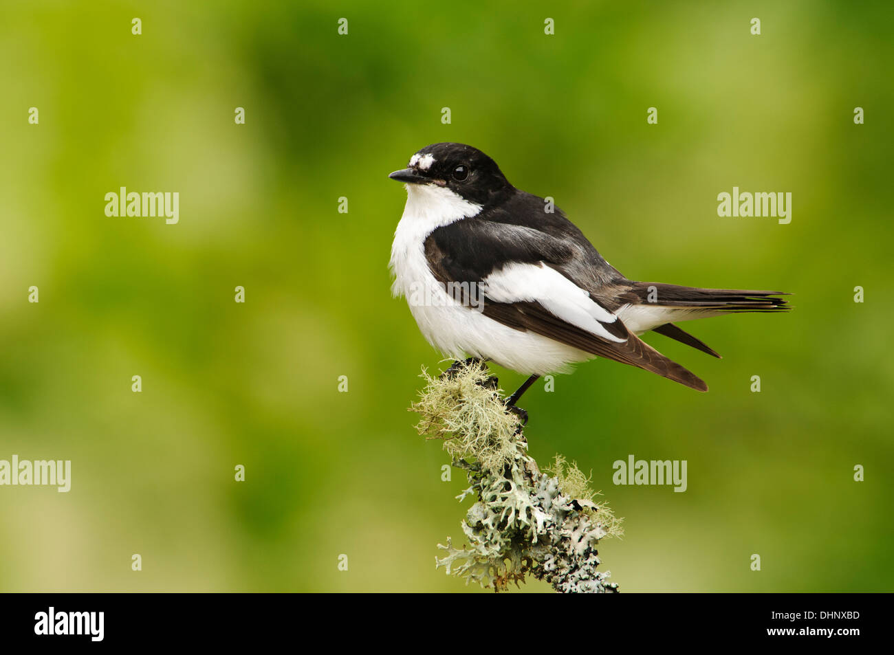 Un homme adulte (Ficedula hypoleuca) perché sur une brindille incrustés de lichens à Gilfach Farm Banque D'Images