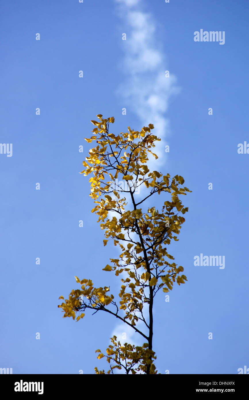 Les feuilles d'automne sous les trainées Banque D'Images