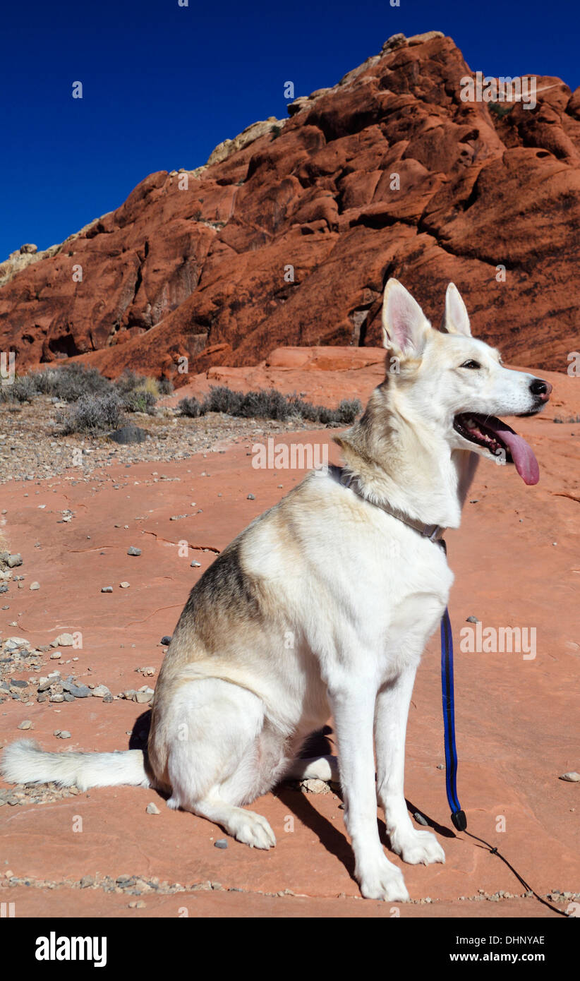 Chien en randonnée pédestre incombe au Red Rock Canyon National Conservation Area Banque D'Images