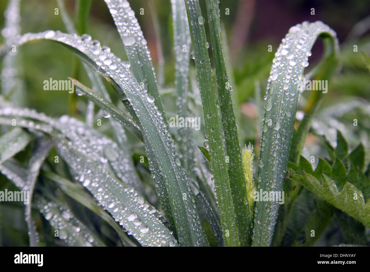 L'herbe sous la pluie Banque D'Images