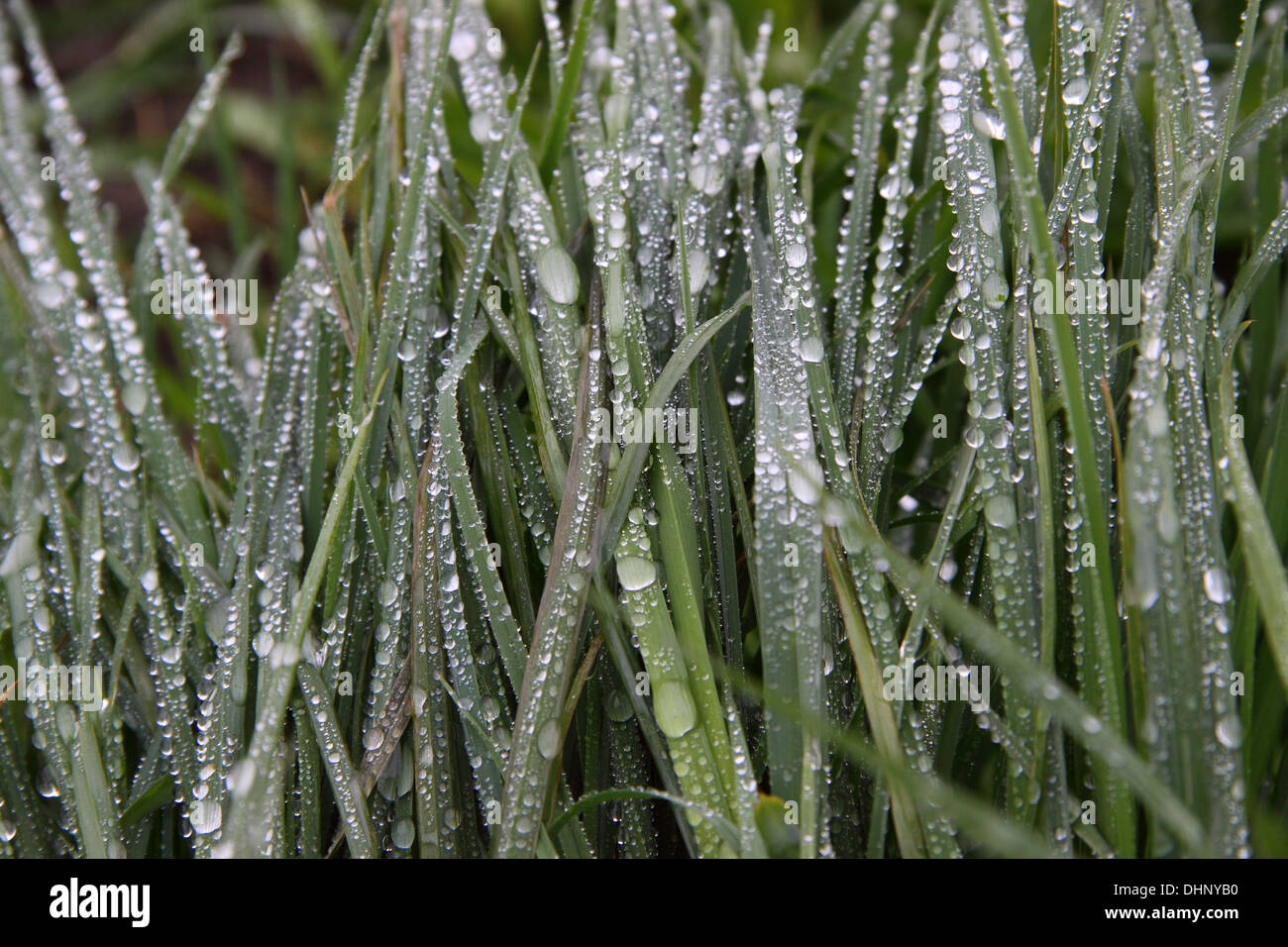 L'herbe sous la pluie Banque D'Images