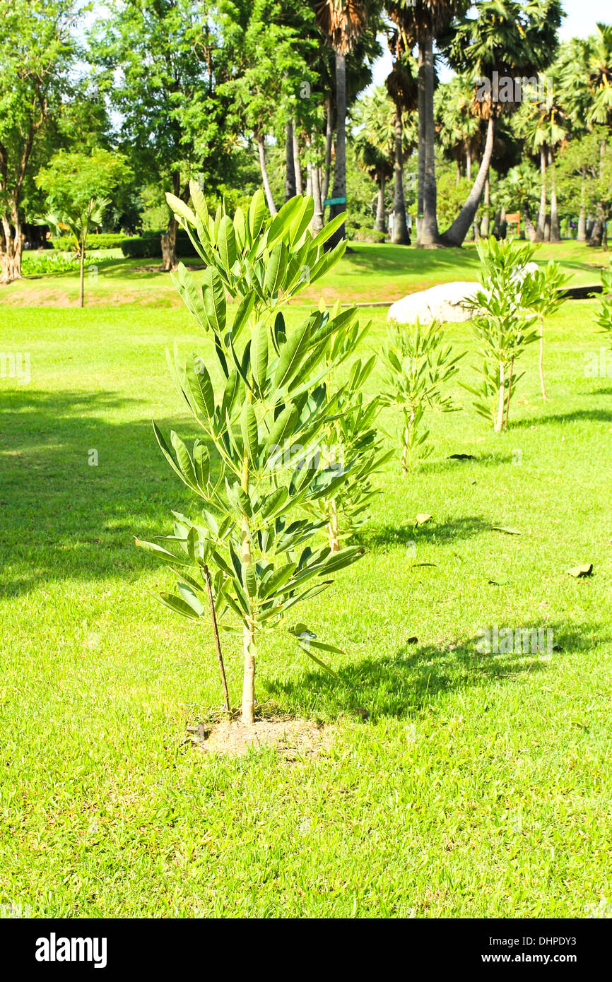 Les jeunes petit arbre qui fleurit dans le jardin Banque D'Images