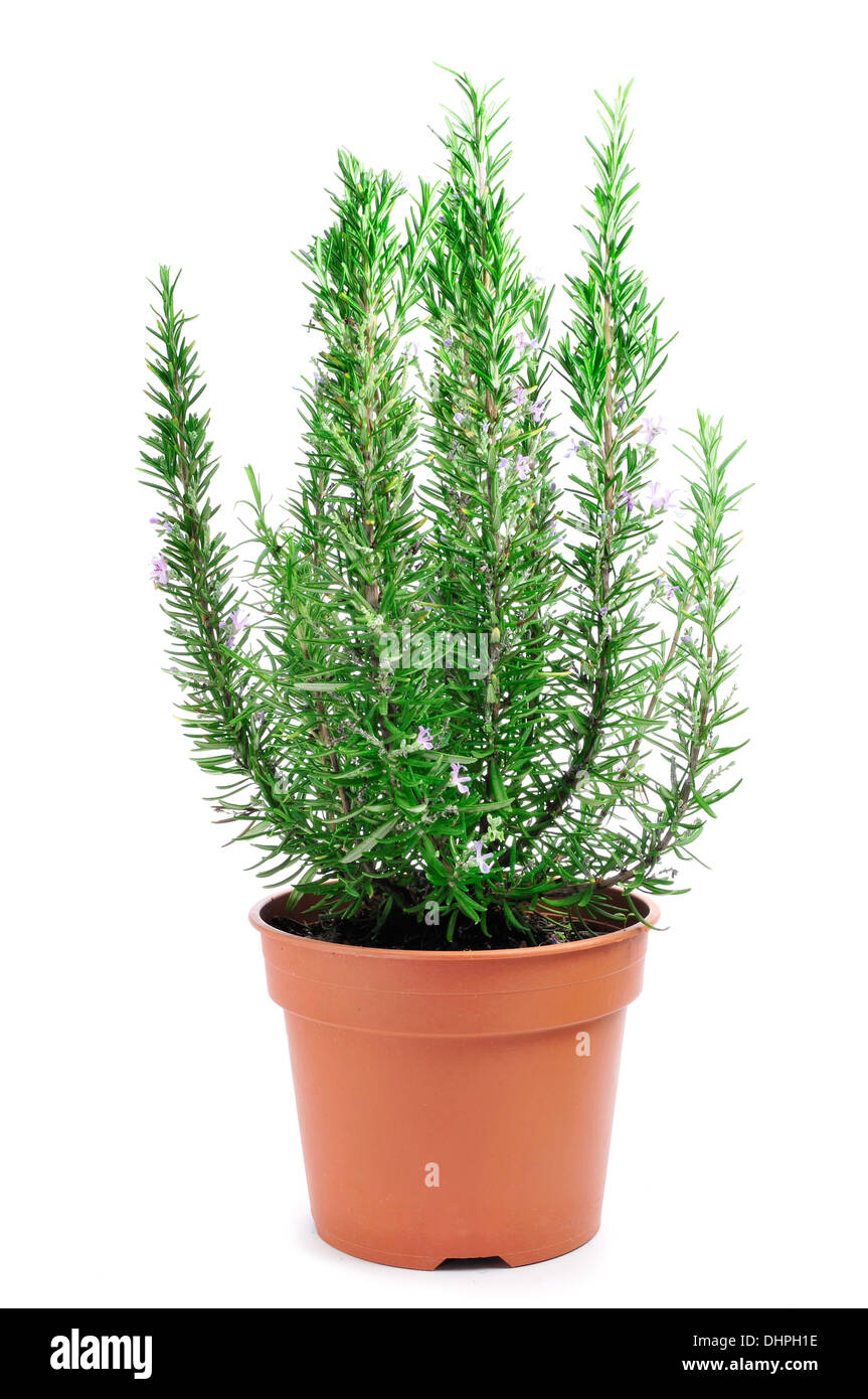 Une plante de romarin dans un pot de fleurs sur fond blanc Banque D'Images