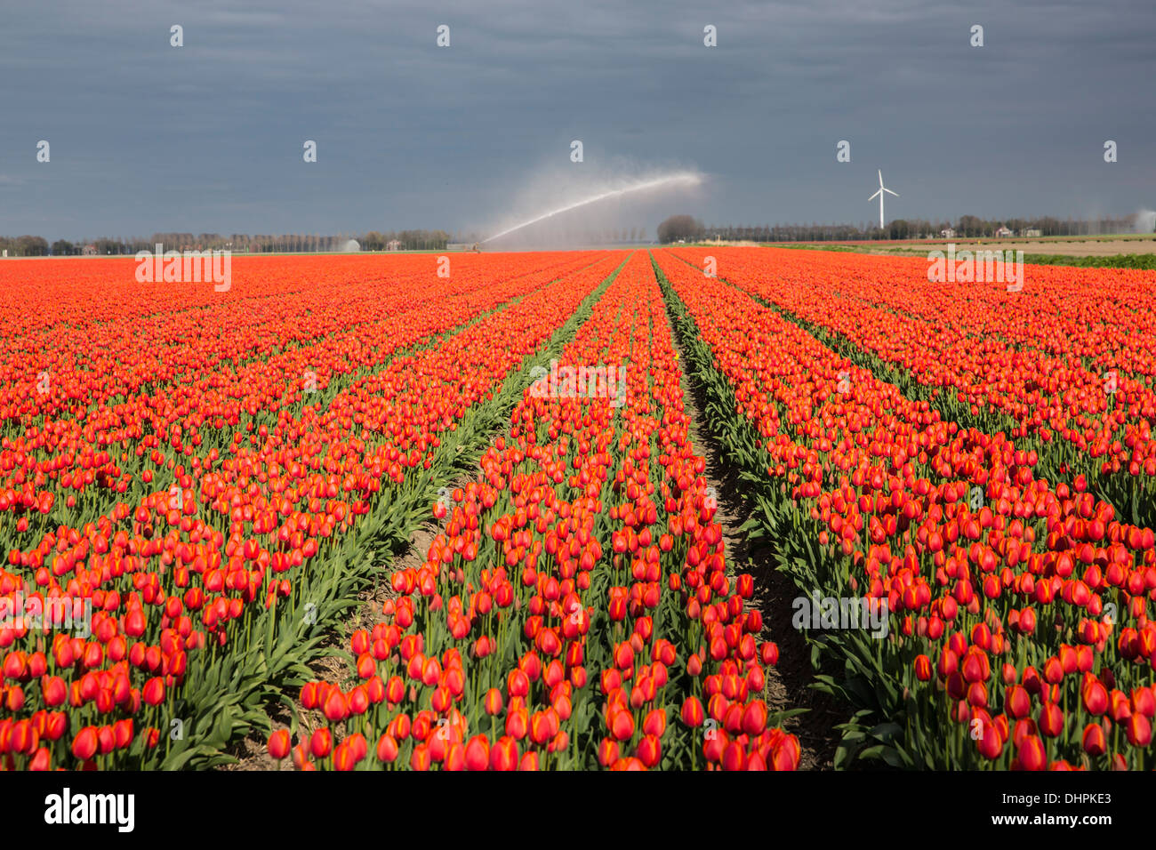 Pays-bas, l'ESPEL. Champ de tulipes. Réseau sprinkleur Banque D'Images