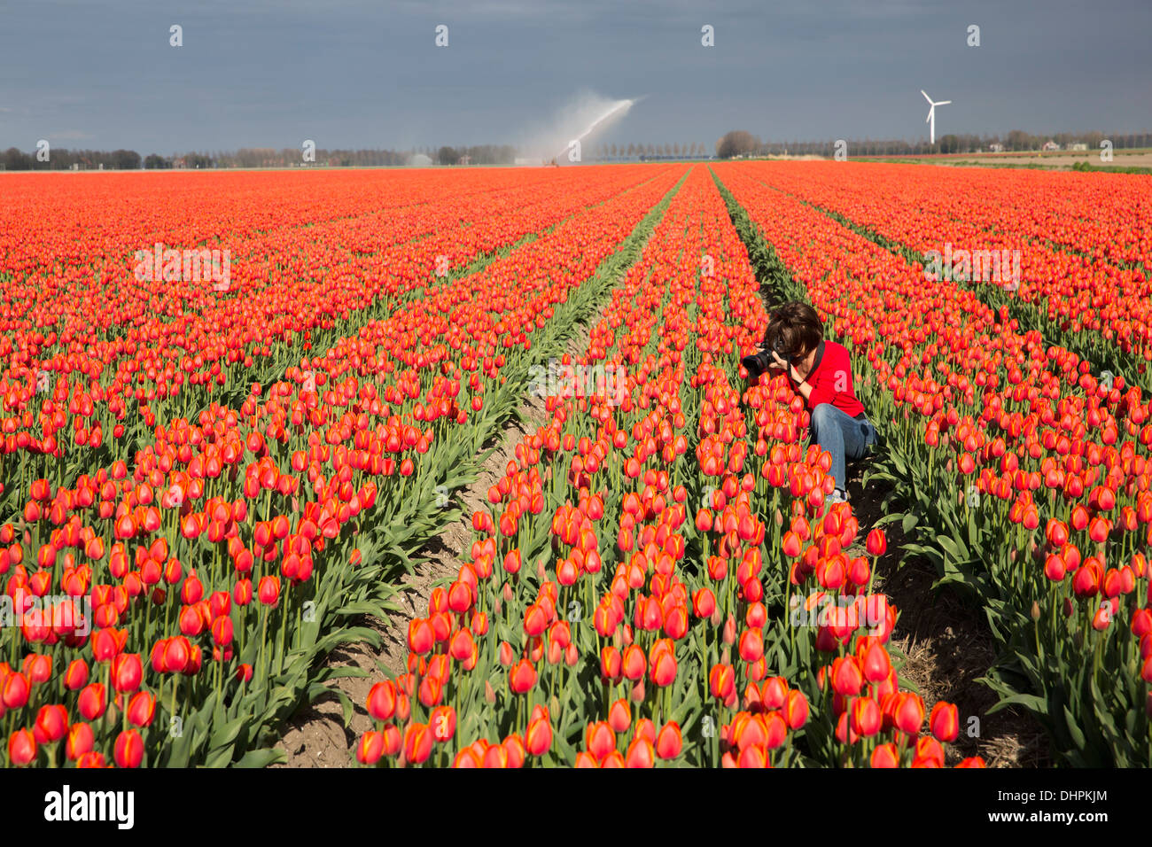 Pays-bas, l'ESPEL. Champ de tulipes. Marjolijn photographe officiel van de prendre une photographie. Réseau sprinkleur Banque D'Images