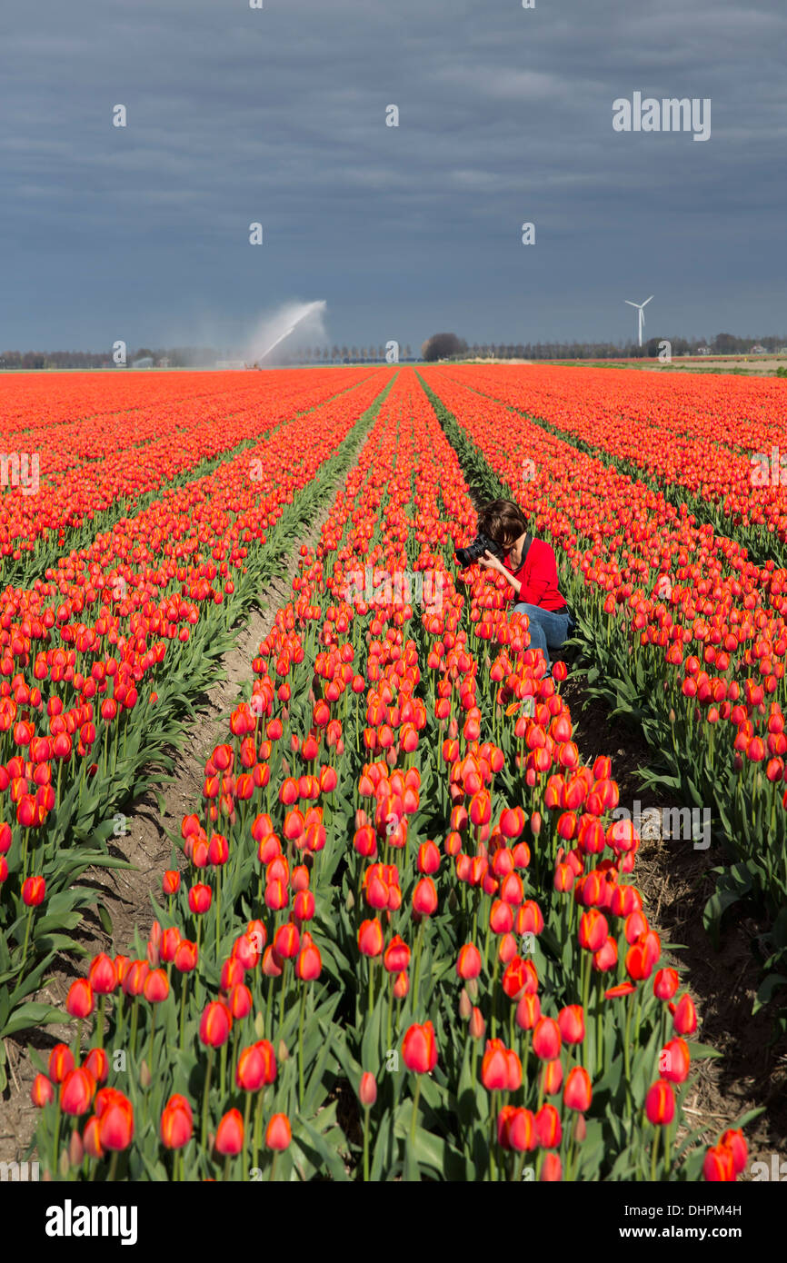 Pays-bas, l'ESPEL. Champ de tulipes. Marjolijn photographe officiel van de prendre une photographie. Réseau sprinkleur Banque D'Images