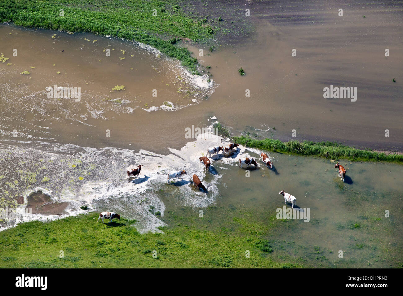 Pays-bas, Ochten, rivière Waal. Les plaines de l'inondation. La submersion de terres. Les vaches. Aerial Banque D'Images