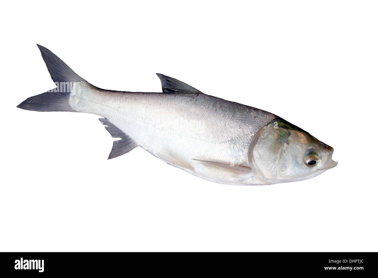 Le poisson carpe de l'argent sur fond blanc. Banque D'Images