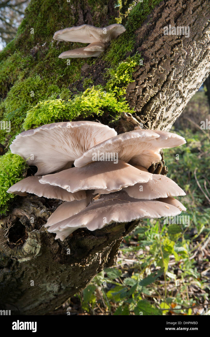 Pleurote (Pleurotus ostreatus), sur l'Aulne Banque D'Images