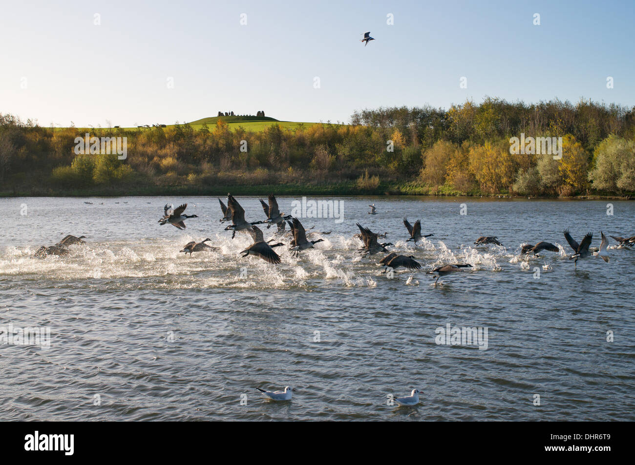 Troupeau d'oies décollant de lac en Herrington Country Park, Sunderland, Angleterre, RU Banque D'Images