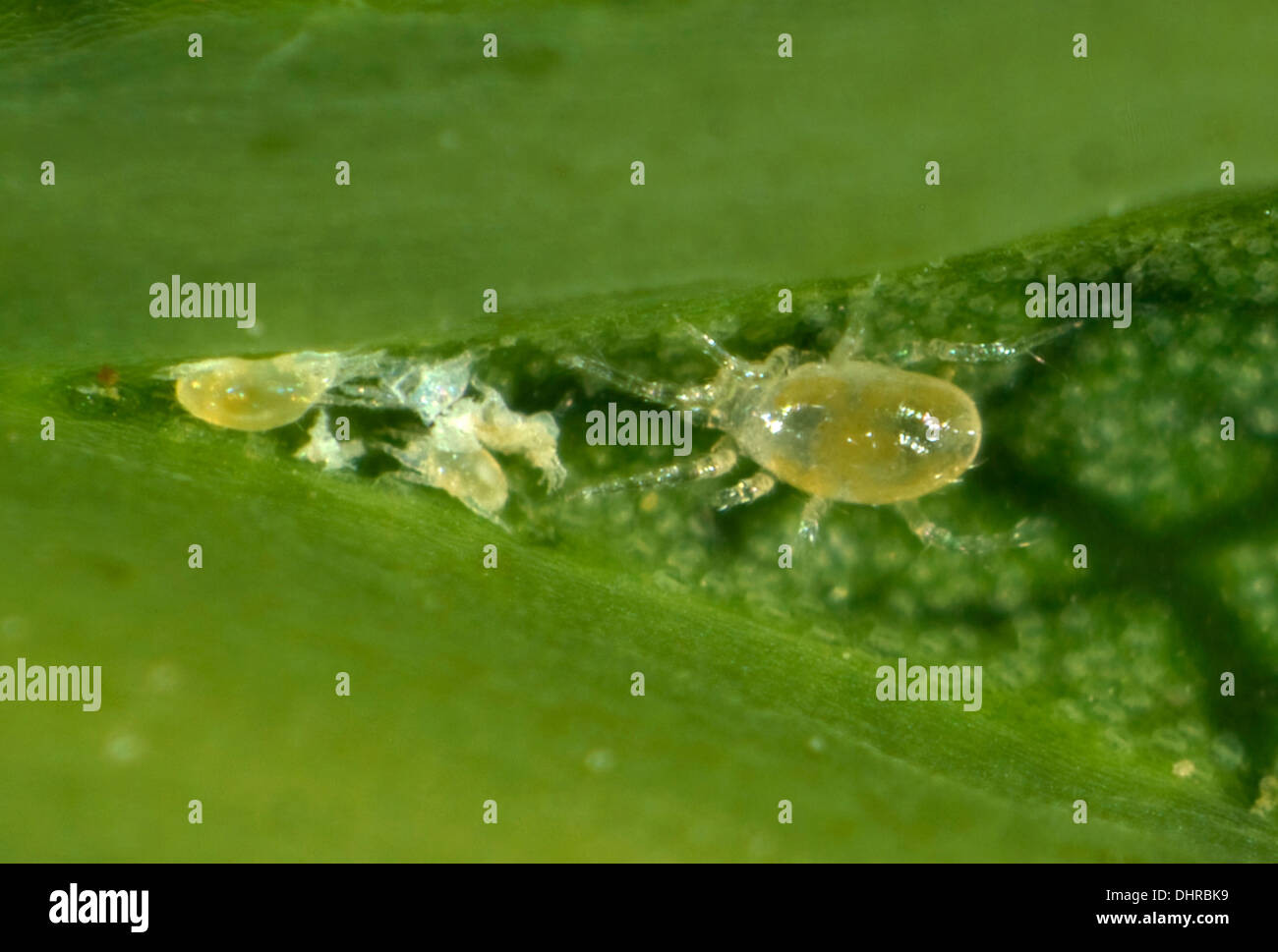 Une mite (phytoseiidés Phytoseiidae) avec les proies les acariens sur la face inférieure d'une feuille de platane Banque D'Images