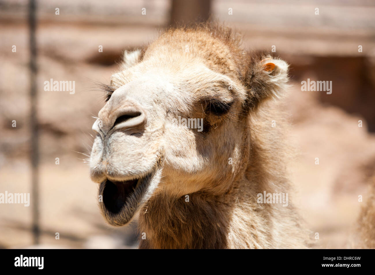Camel close up avec la bouche ouverte Banque D'Images