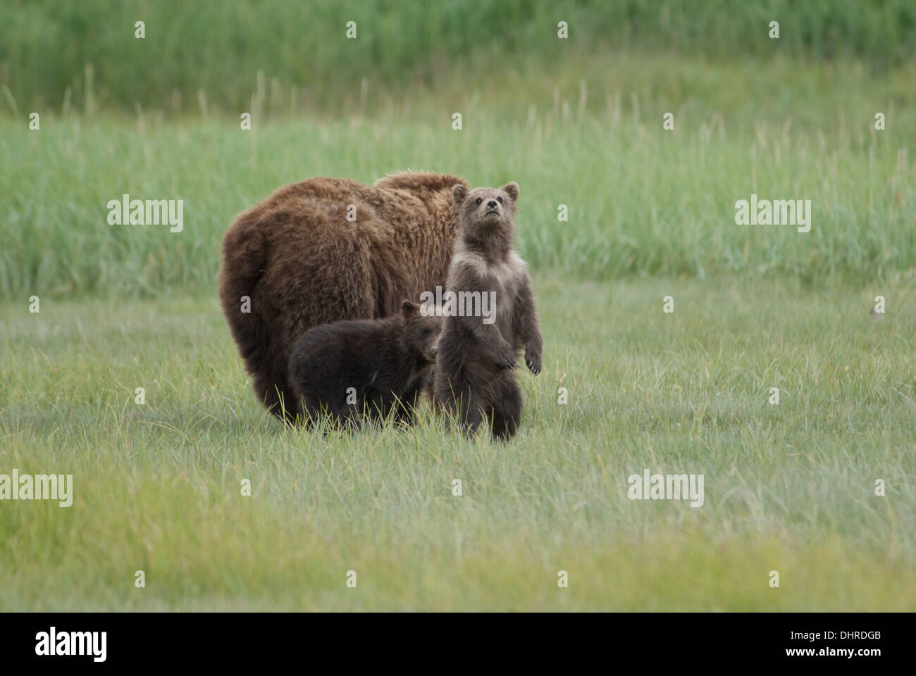 ¨Brown Bear cub debout à côté de mère et twin, Ukak Bay, Katmai NP. Alaska Banque D'Images
