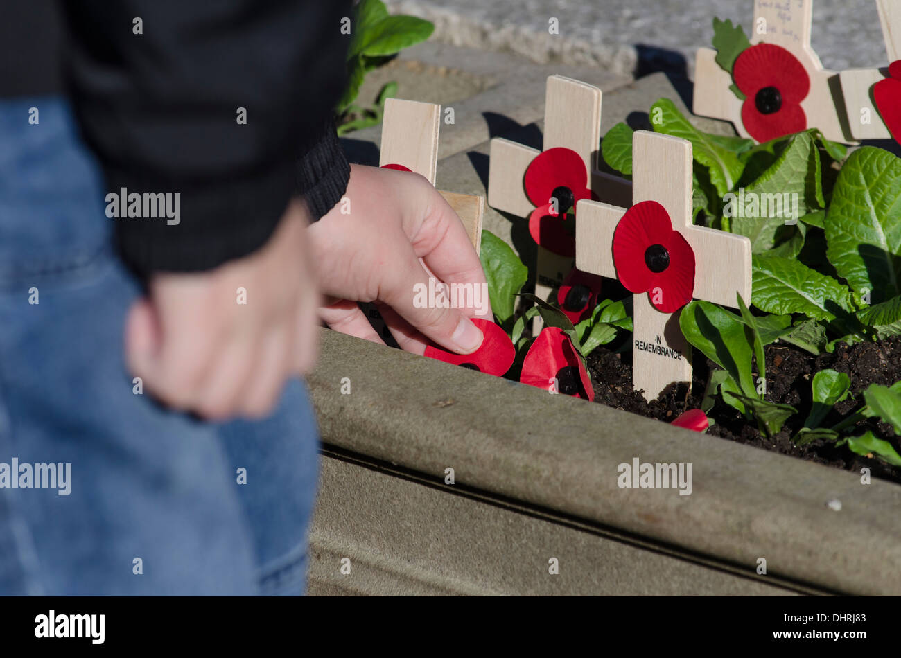 Man putting un coquelicot dans le sol Banque D'Images