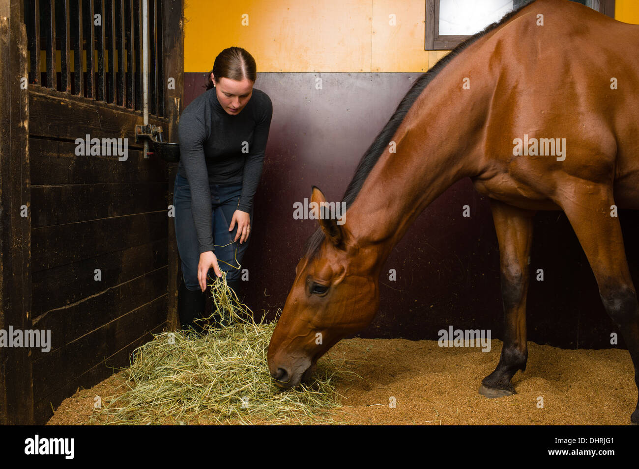 Woman feeding horse dans la stalle, d'horizon Banque D'Images