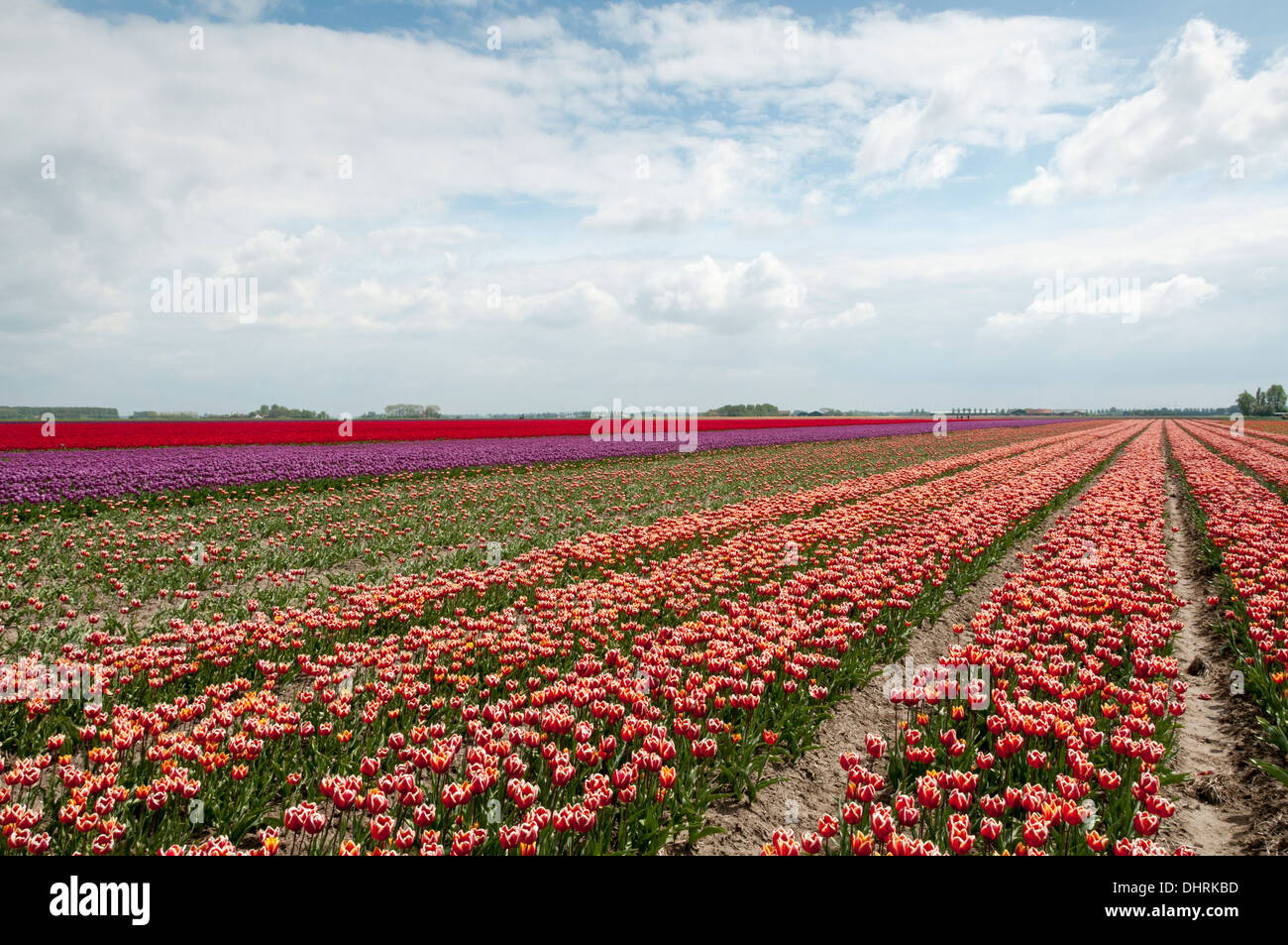 Des fleurs et des champs de tulipes en Hollande Banque D'Images
