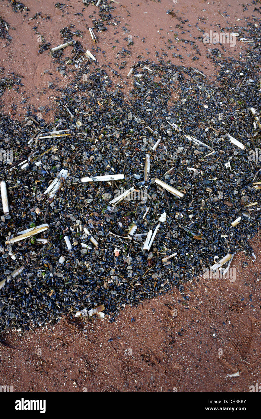Shell Ensis Rmds Razor shell ensis Banque de photographies et d’images à haute ...