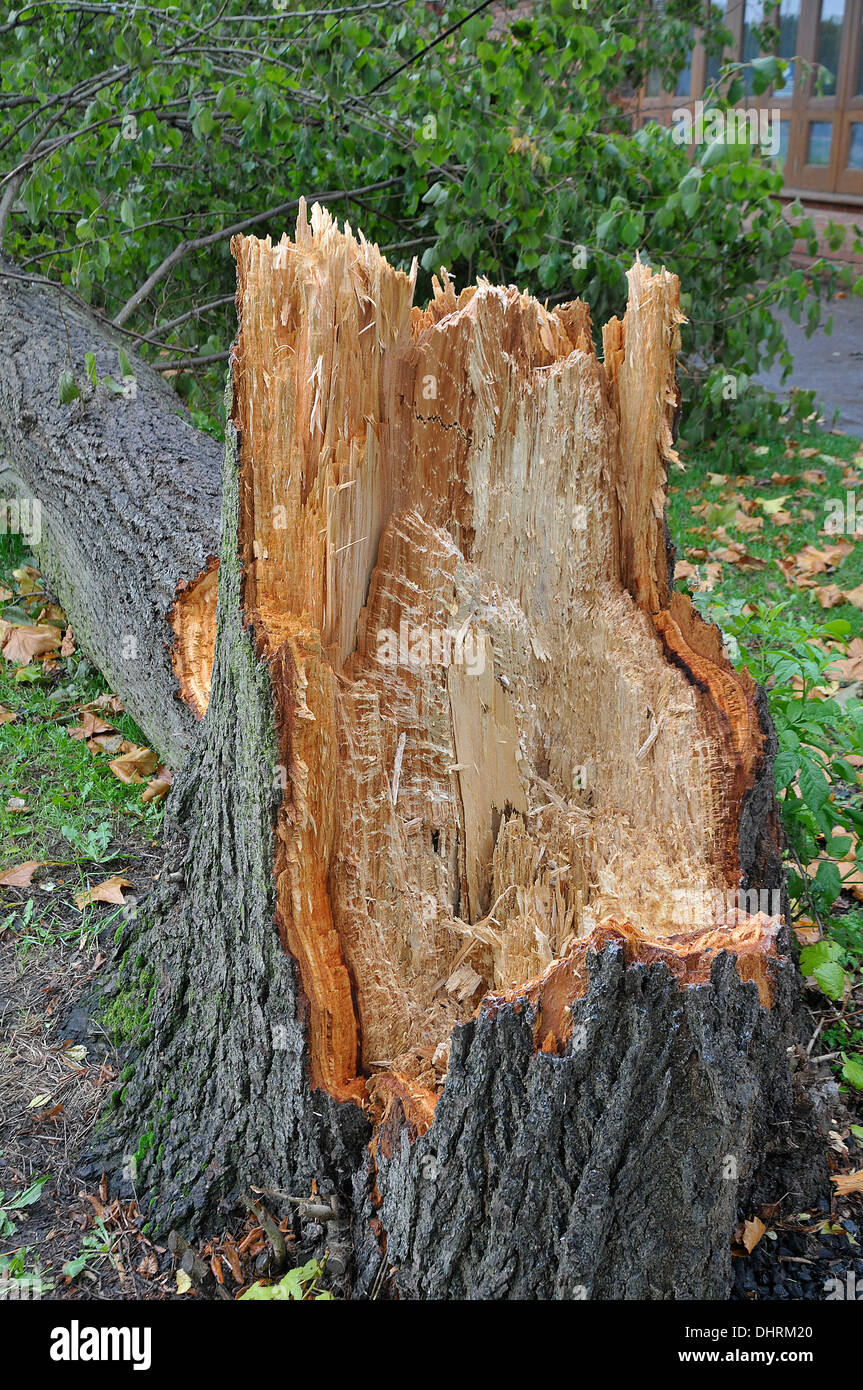 Soufflé au-dessus des arbres dans la tempête, novembre 2013. Ashtead, Surrey Banque D'Images