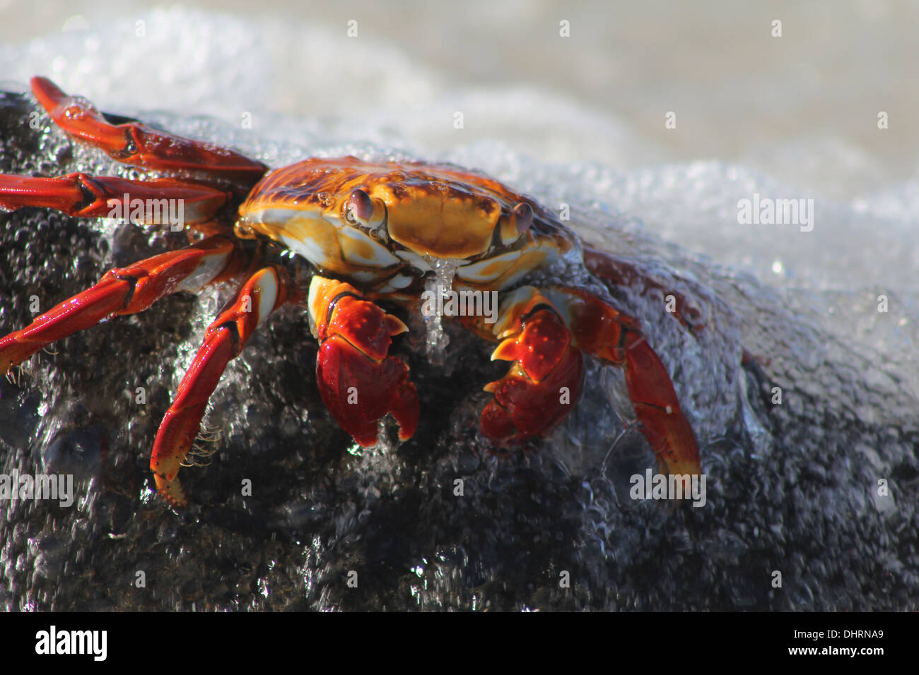 Crabe rouge sur les îles Galapagos Banque D'Images