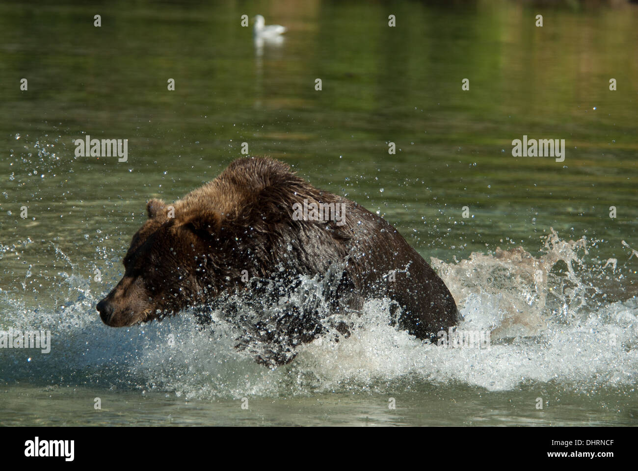 Brownbear chassant le saumon dans la rivière Kuliak Kuliak, Bay, Katmai NP, Alaska Banque D'Images