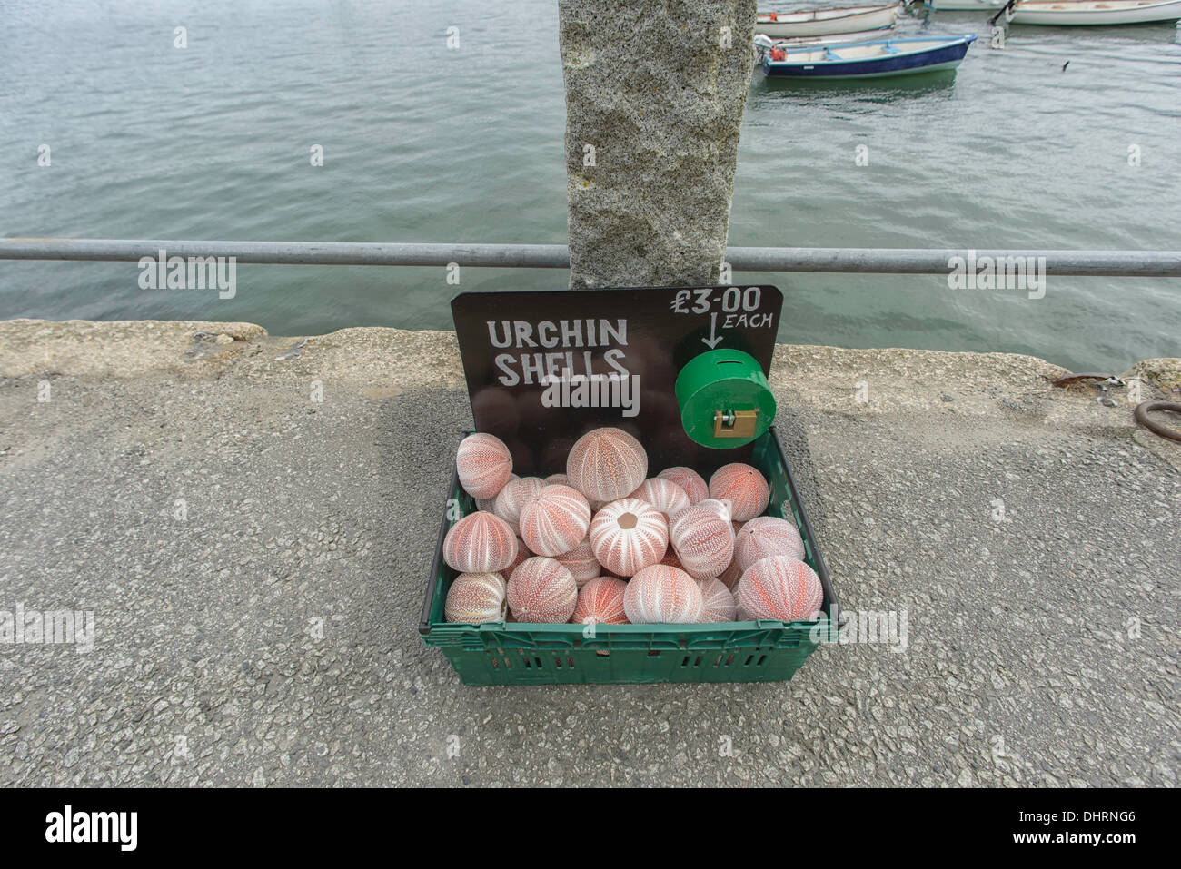 Les coquilles d'Oursin à vendre Saint Mawes Cornwall UK Banque D'Images